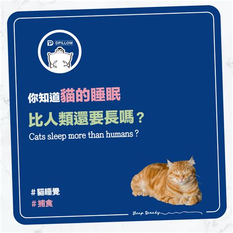 貓睡眠時間|探索貓咪睡眠習慣：週期與睡姿指南